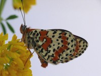 Melitaea trivia