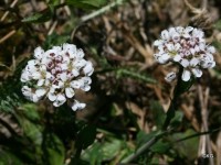 Backskärvfrö, en av aurorans värdväxter