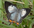 Imperial hairstreak