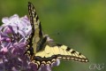Makaonfjäril, Papilio machaon