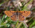 Melitaea cinxia,Foto M Unger