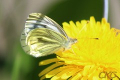 Rapsfjaril, Pieris napi