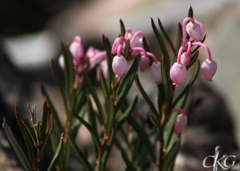 Blommande rosling